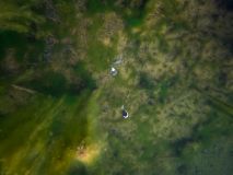 Montaje Fox Flotante Kit