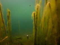 Montaje Fox Flotante Kit