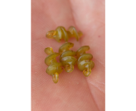 Accesorio Korum para Carne y Masilla 8 Pcs