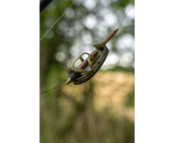 Quick Change Korum Bolt Beads 6 Pcs